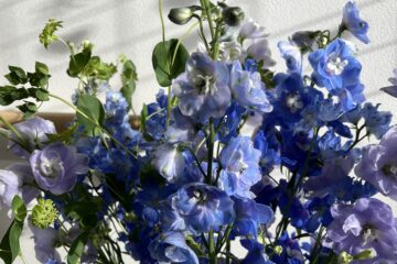 2026年　6月の花JUNE