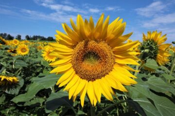 2026年　7月の花JULY